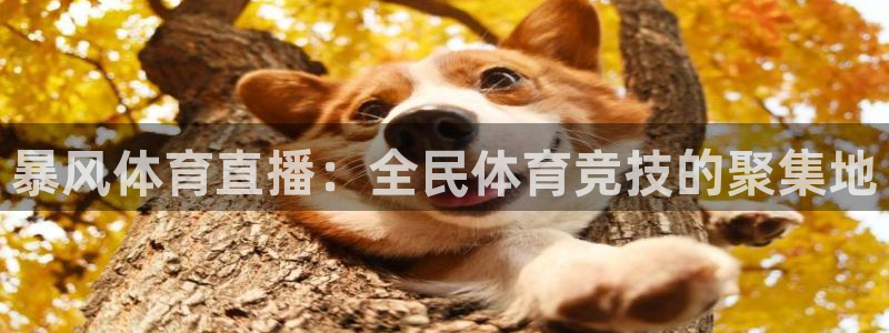 暴风体育直播：全民体育竞技的聚集地